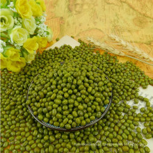 Tamanho 3.0-4.0mm Green Mung Beans 2017 Agriculture Corp